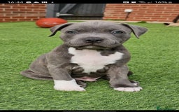 Staffordshire Bull Terrier dogs for sale: Loving Staffy Kobe Needs a New Forever Home 💙 - Image 2