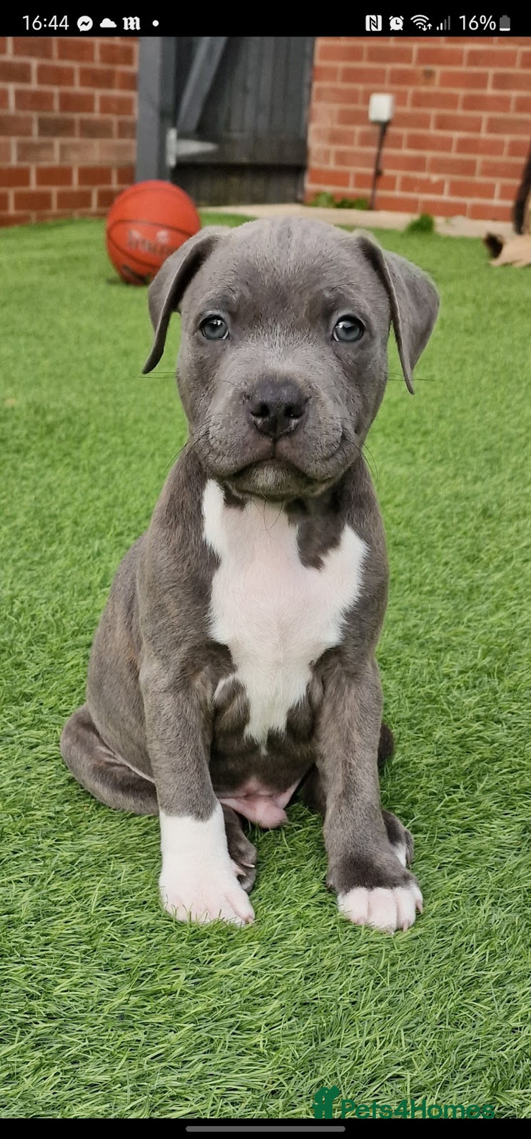 Staffordshire Bull Terrier dogs for sale: Loving Staffy Kobe Needs a New Forever Home 💙 - Image 2