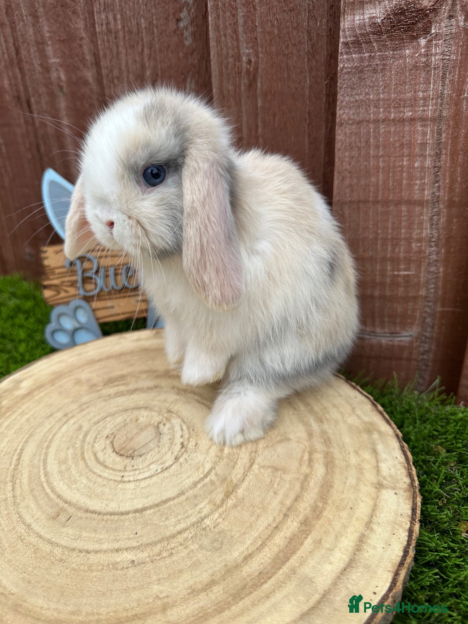 Mini Lop rabbits 🥰😍Stunning purebred mini lops ready to reserve  - Advert 18