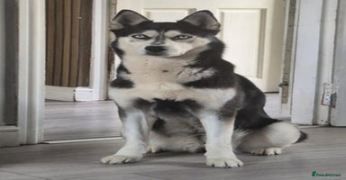 Mixed Breed dogs - Advert 16