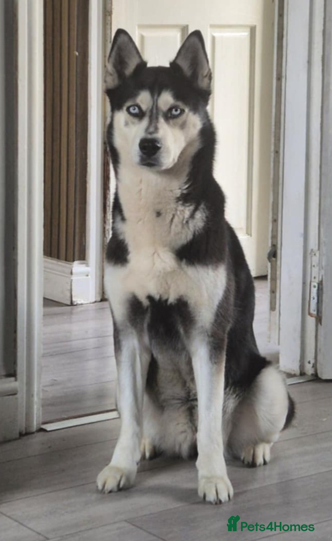Mixed Breed dogs for sale: Husky crossed - Image 2