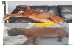 Boxer dogs for sale: Gorgeous Chunky Boxer Puppies  - Image 14