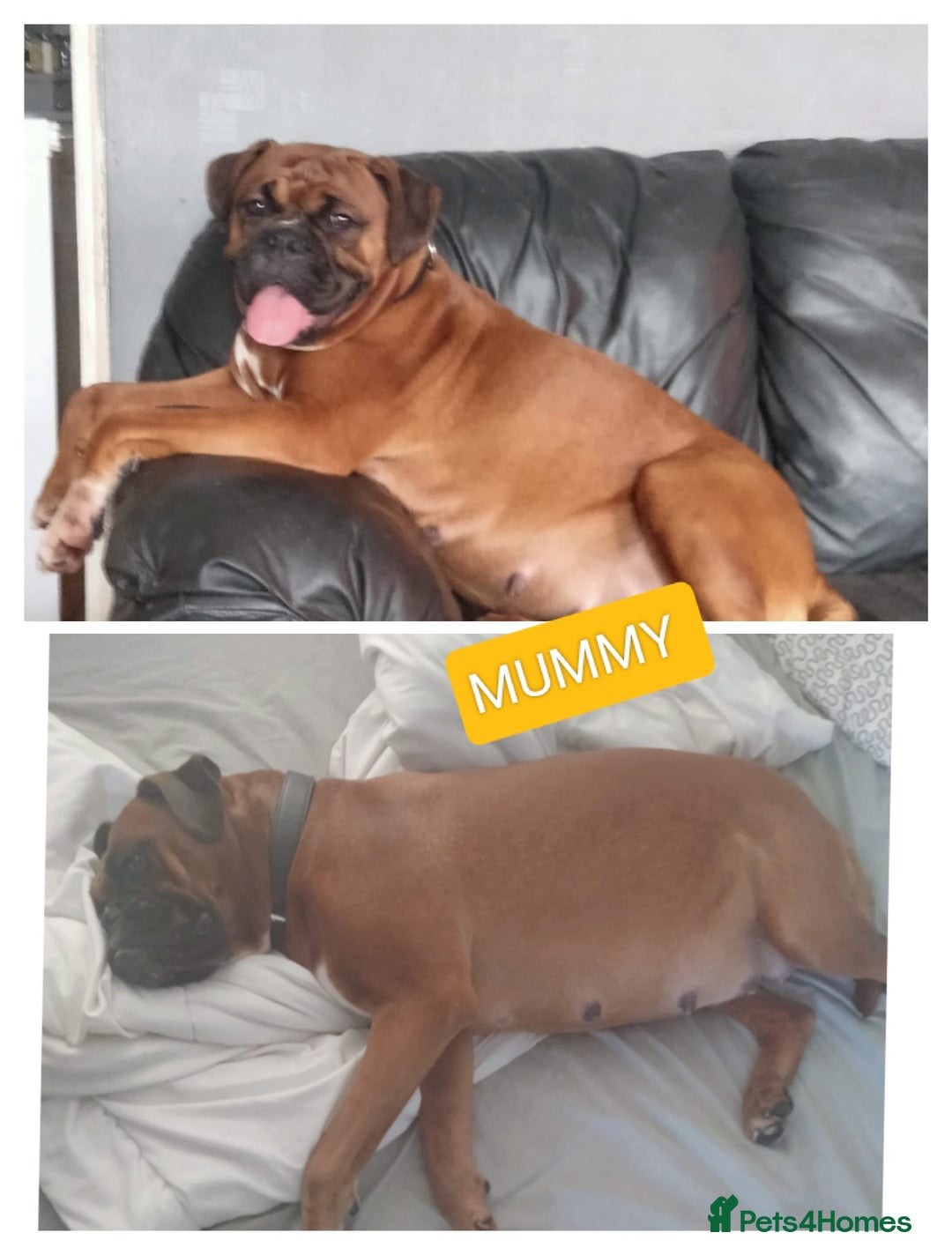 Boxer dogs for sale: Gorgeous Chunky Boxer Puppies  - Image 14