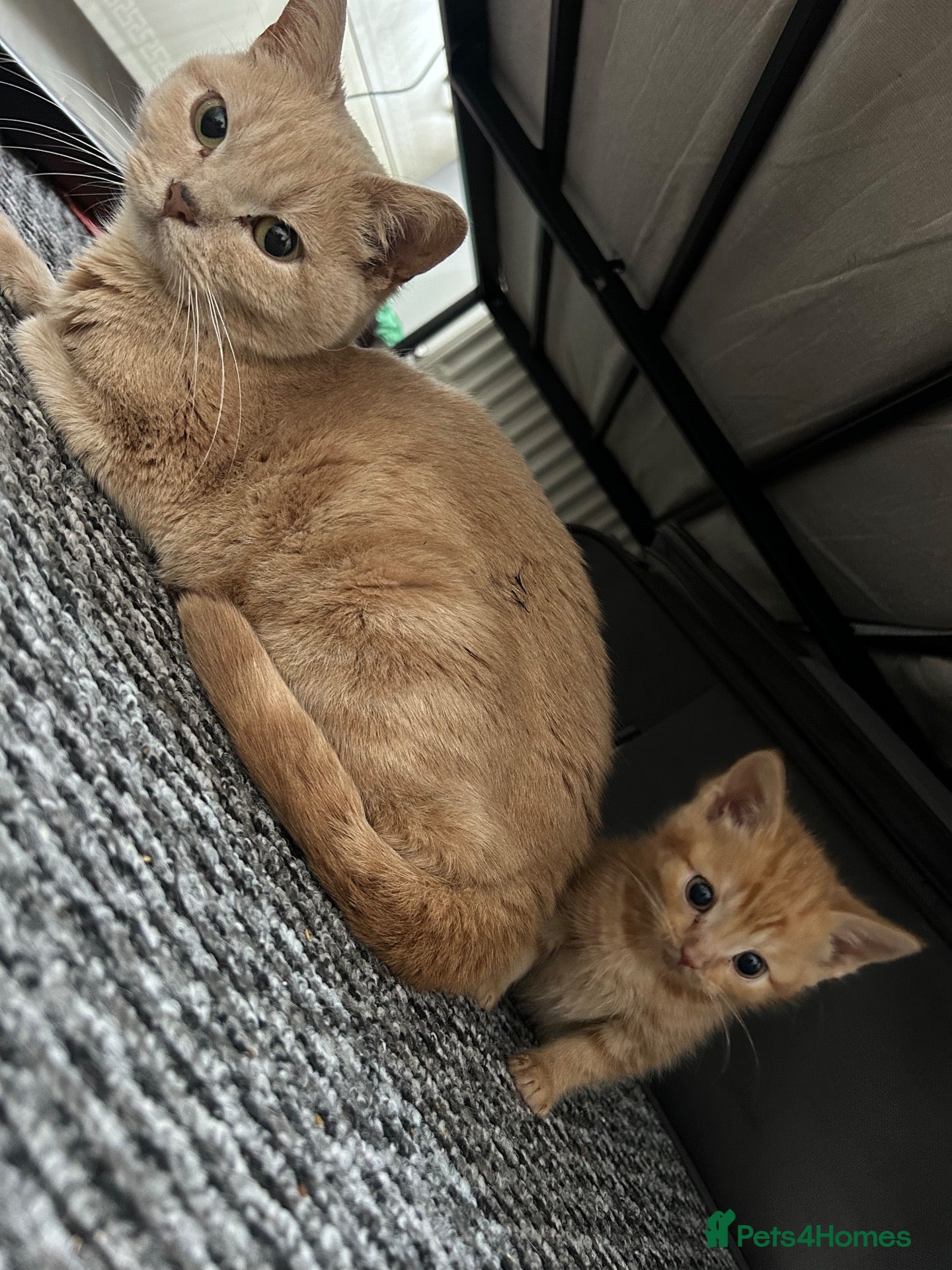 Mixed Breed cats Rare ginger female kitten  - Advert 1