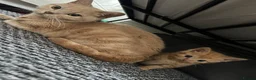 Mixed Breed cats for sale: Rare ginger female kitten  - Advert 1