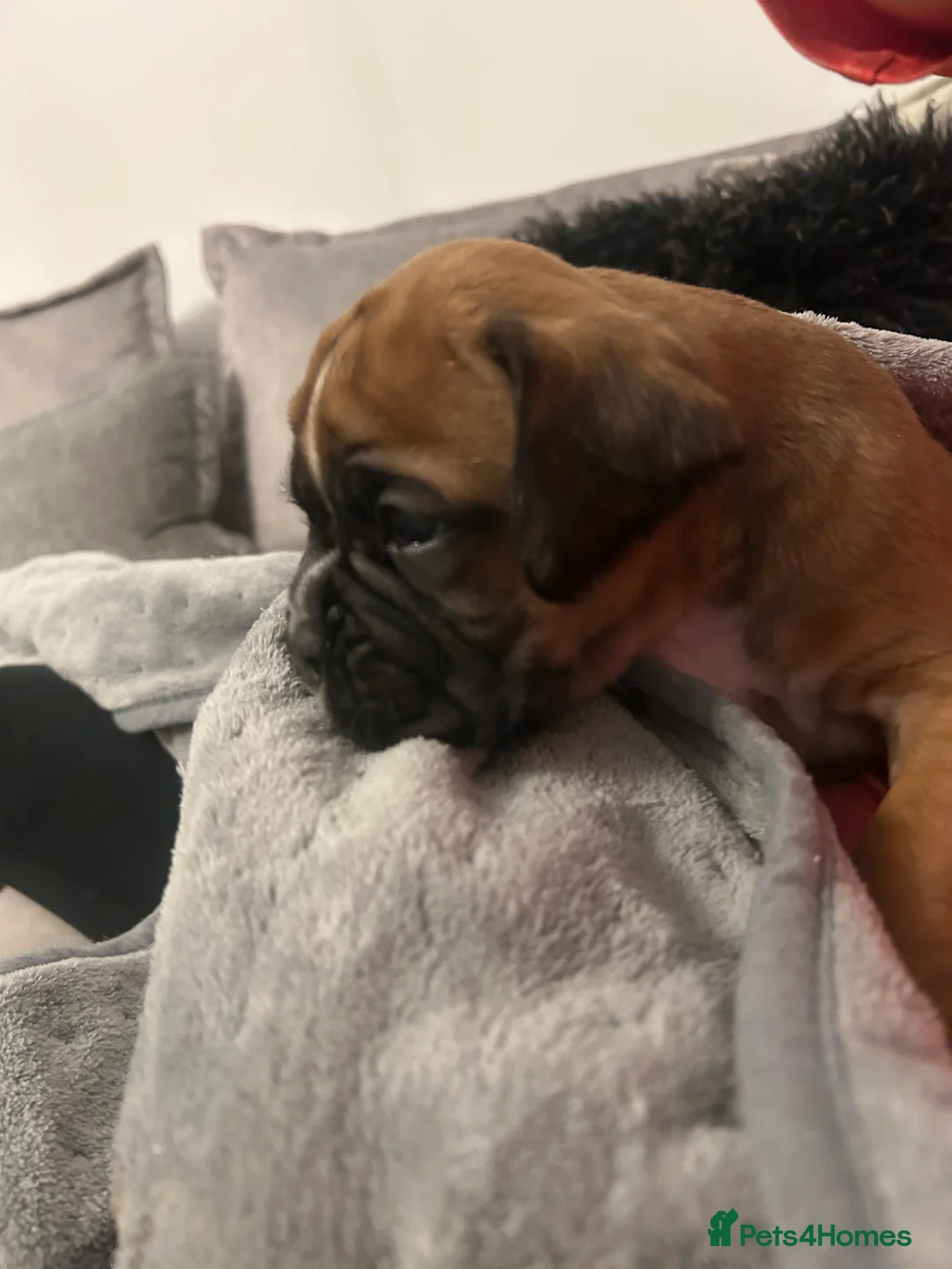 Boxer dogs for sale: Exceptional Litter - World Champion Bloodline  - Advert 6