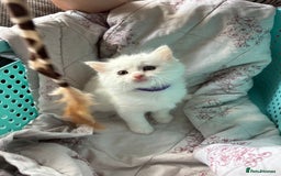 Ragdoll cats for sale: Ragdoll mix kittens  - Image 7