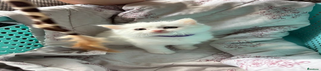 Ragdoll Kitten 1