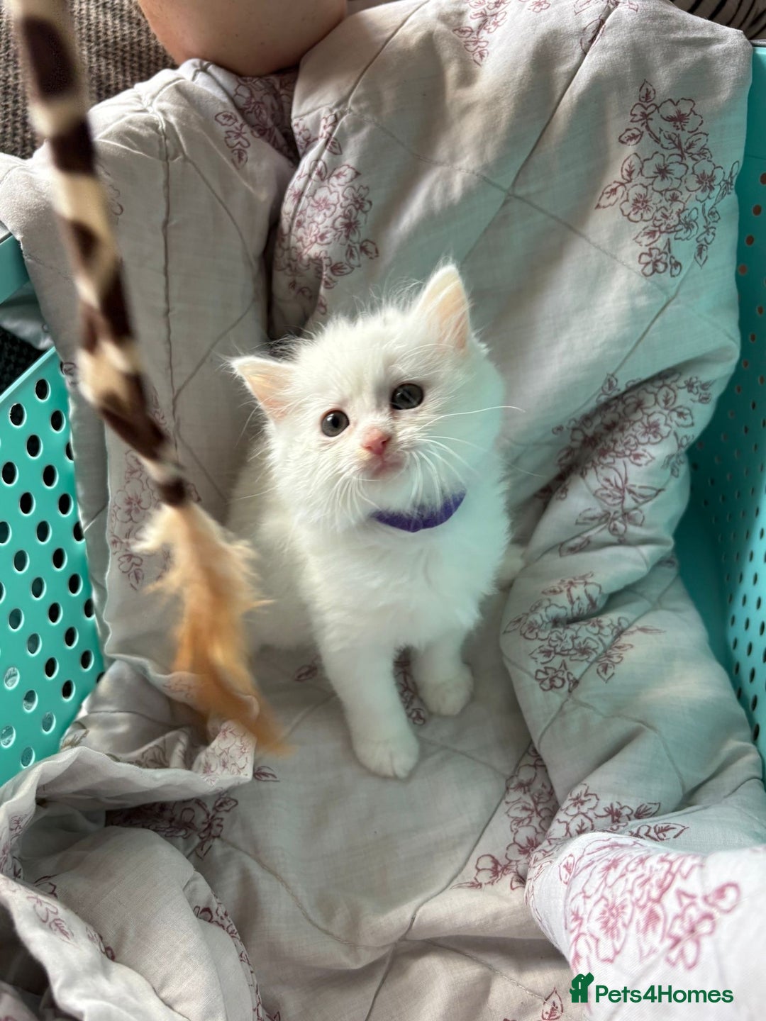 Ragdoll cats for sale: Ragdoll mix kittens  - Image 7