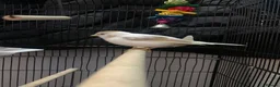Canaries birds for sale: Fife canaries  - Advert 2