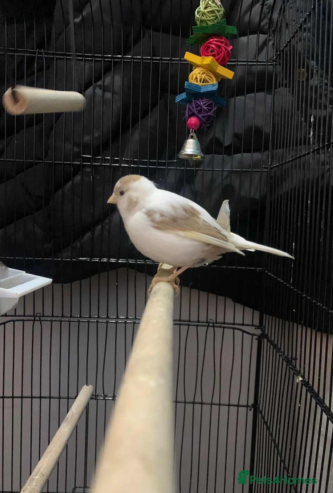 Canaries birds for sale: Fife canaries  - Advert 2