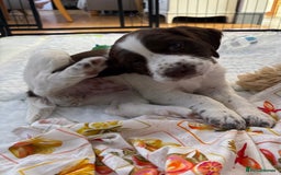 English Springer Spaniel dogs for sale: KENNEL CLUB Pedigree Springer Spaniel Puppies - Image 23