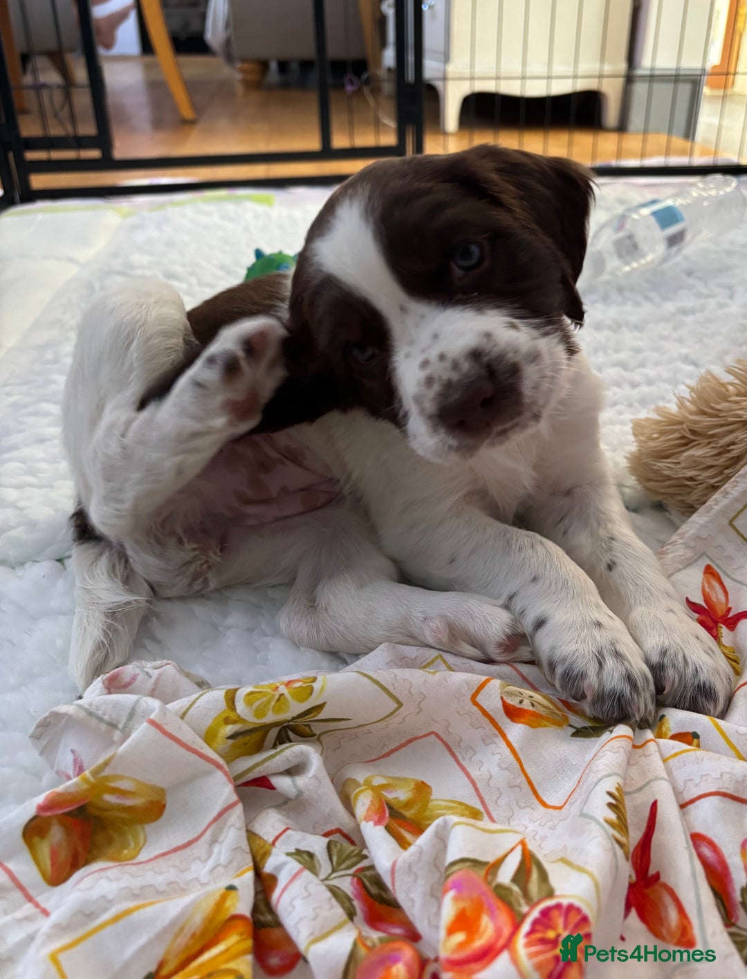 English Springer Spaniel dogs for sale: KENNEL CLUB Pedigree Springer Spaniel Puppies - Image 23