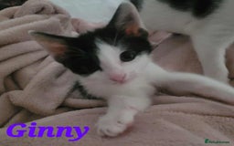 Mixed Breed cats for adoption: GINNY AND NEVILLE - Image 1