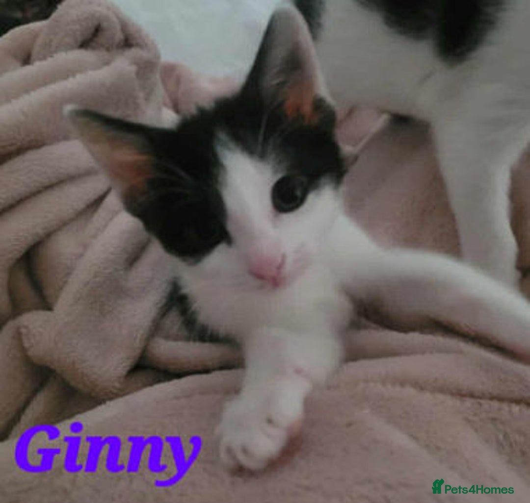 Mixed Breed cats for adoption: GINNY AND NEVILLE - Image 1