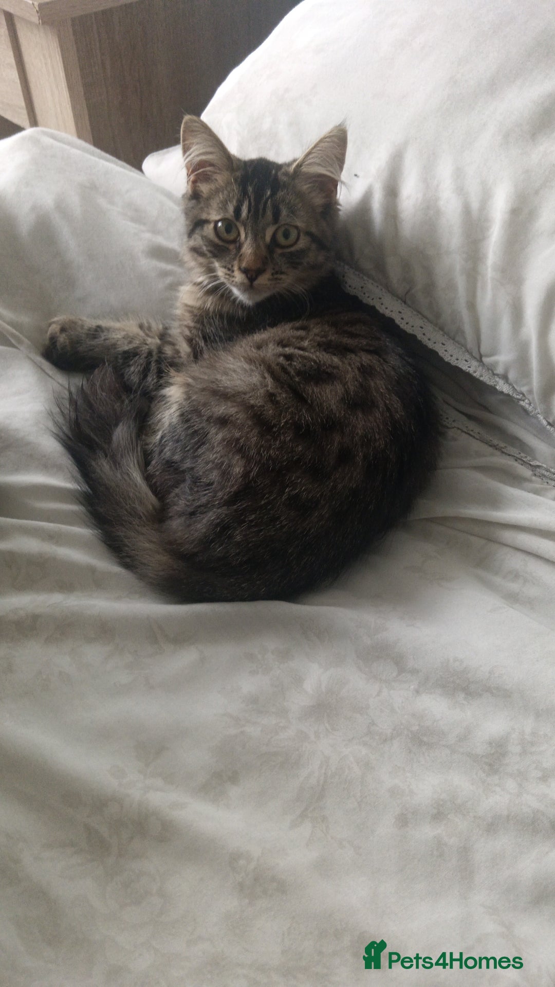 Mixed Breed cats for sale: 7 months old kitten - Advert 3
