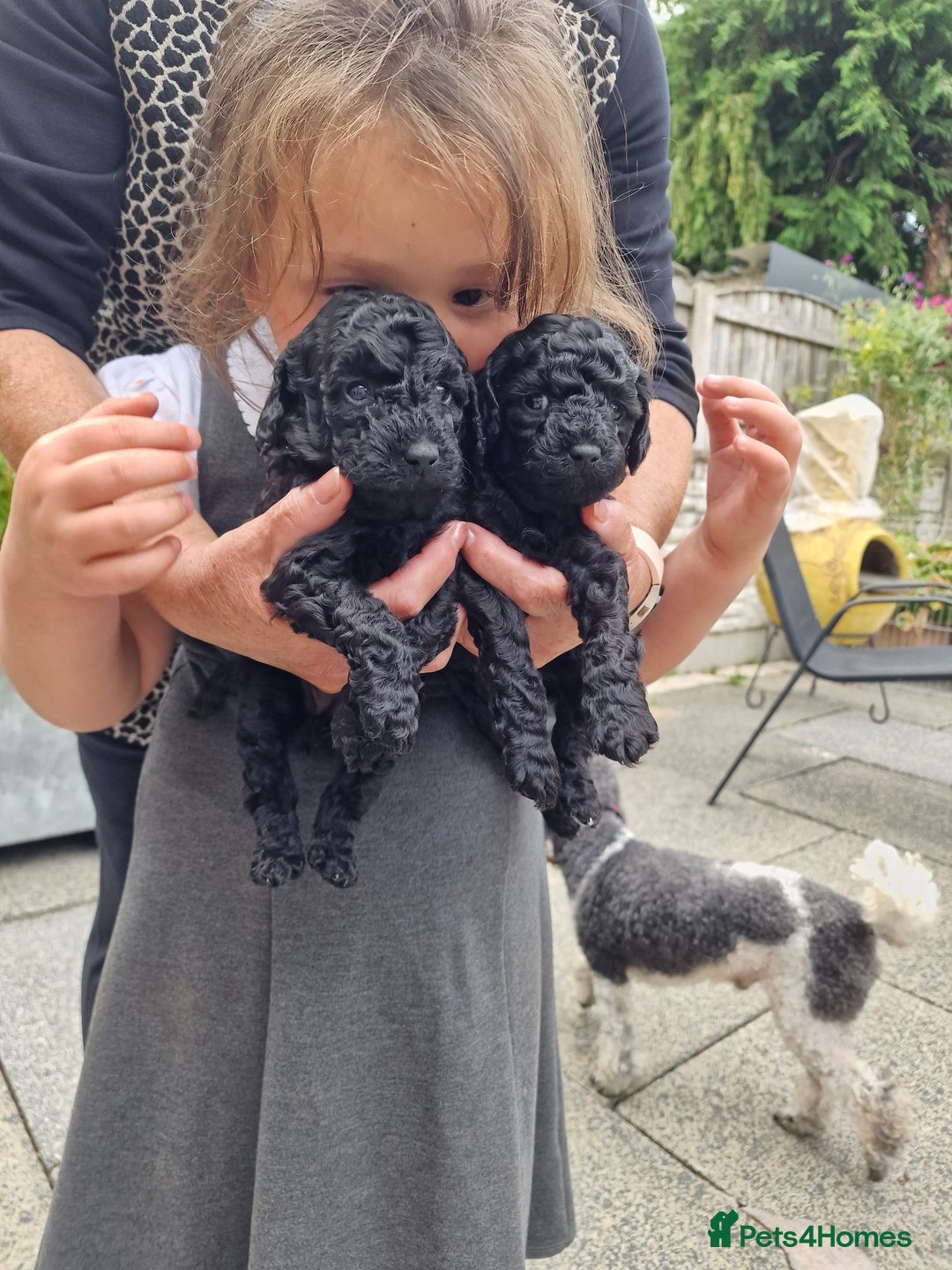 Toy Poodle dogs for sale: Toy poodle puppies  - Image 6