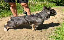 French Bulldog dogs for stud: Mr Chulo - Lilac Full Fluffy Intro price - Image 2
