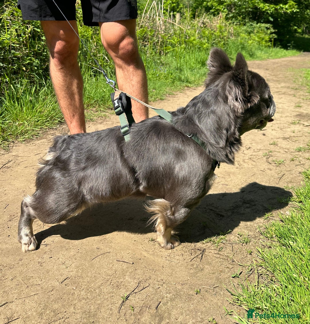 French Bulldog dogs for stud: Mr Chulo - Lilac Full Fluffy Intro price - Image 2