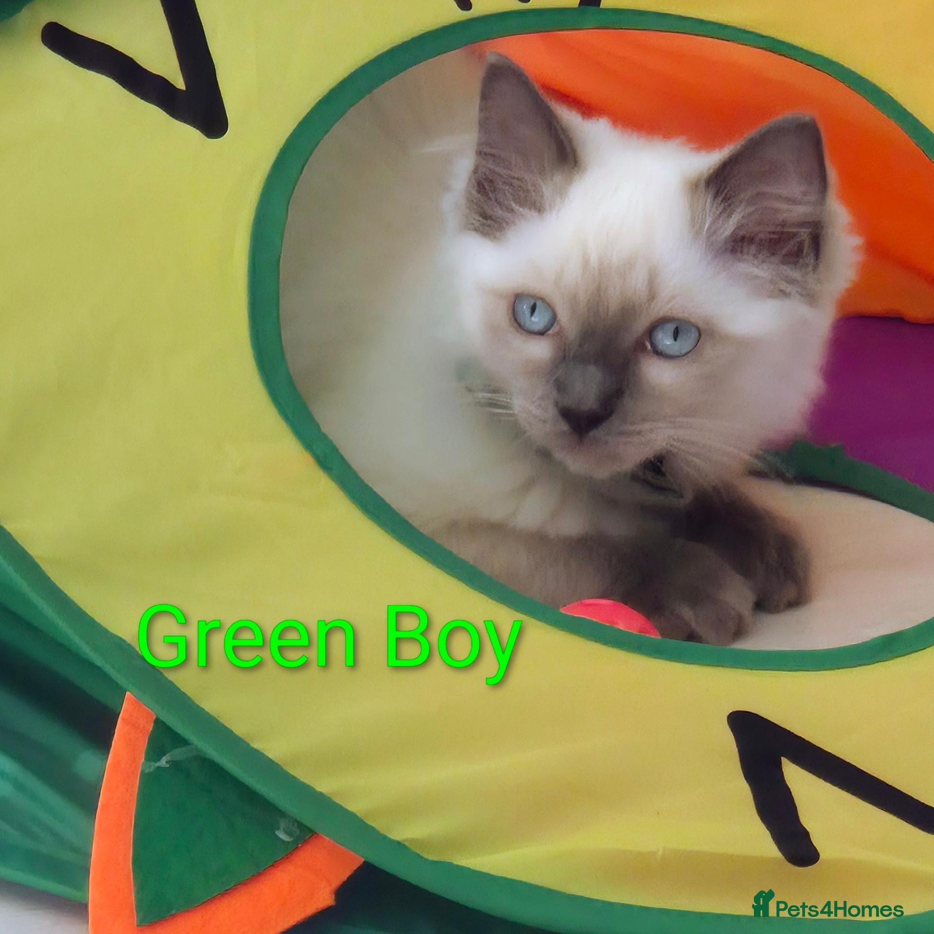 Ragdoll cats 😻 Ragdoll Kitten Boy 😻 - Advert 1