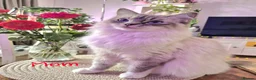 Ragdoll cats for sale: Ragdoll kittens are looking for forever home - Advert 1