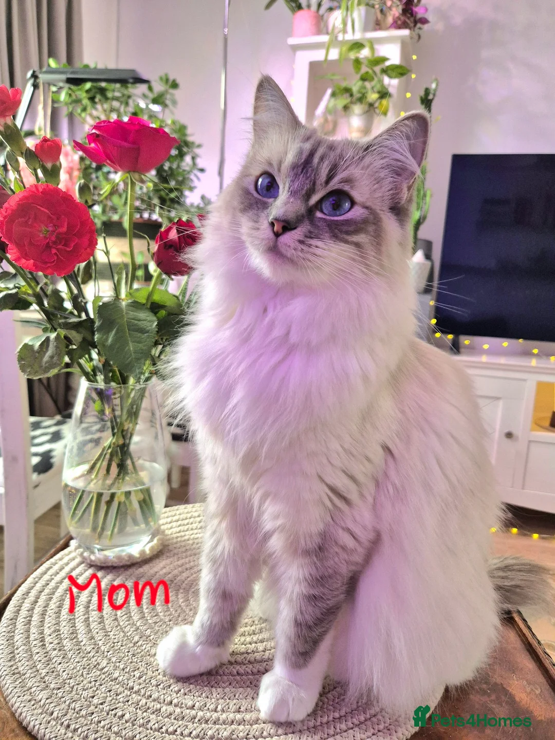 Ragdoll cats for sale: Ragdoll kittens are looking for forever home - Advert 1