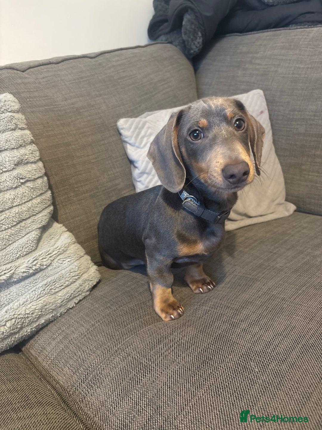 Dachshund dogs for sale: Miniature dachshund  - Advert 3