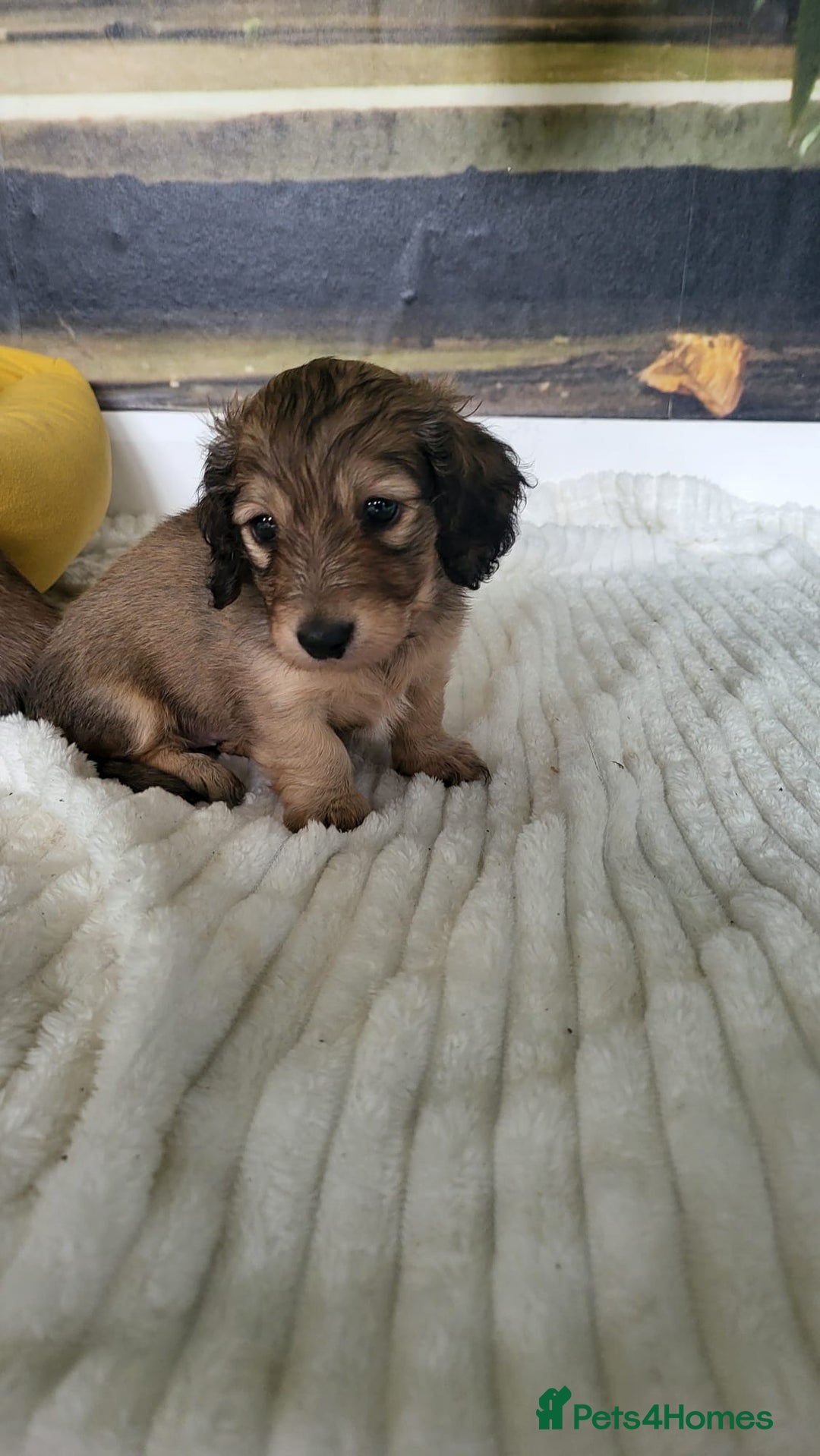 Dachshund dogs for sale: Miniature dachshunds - Image 20