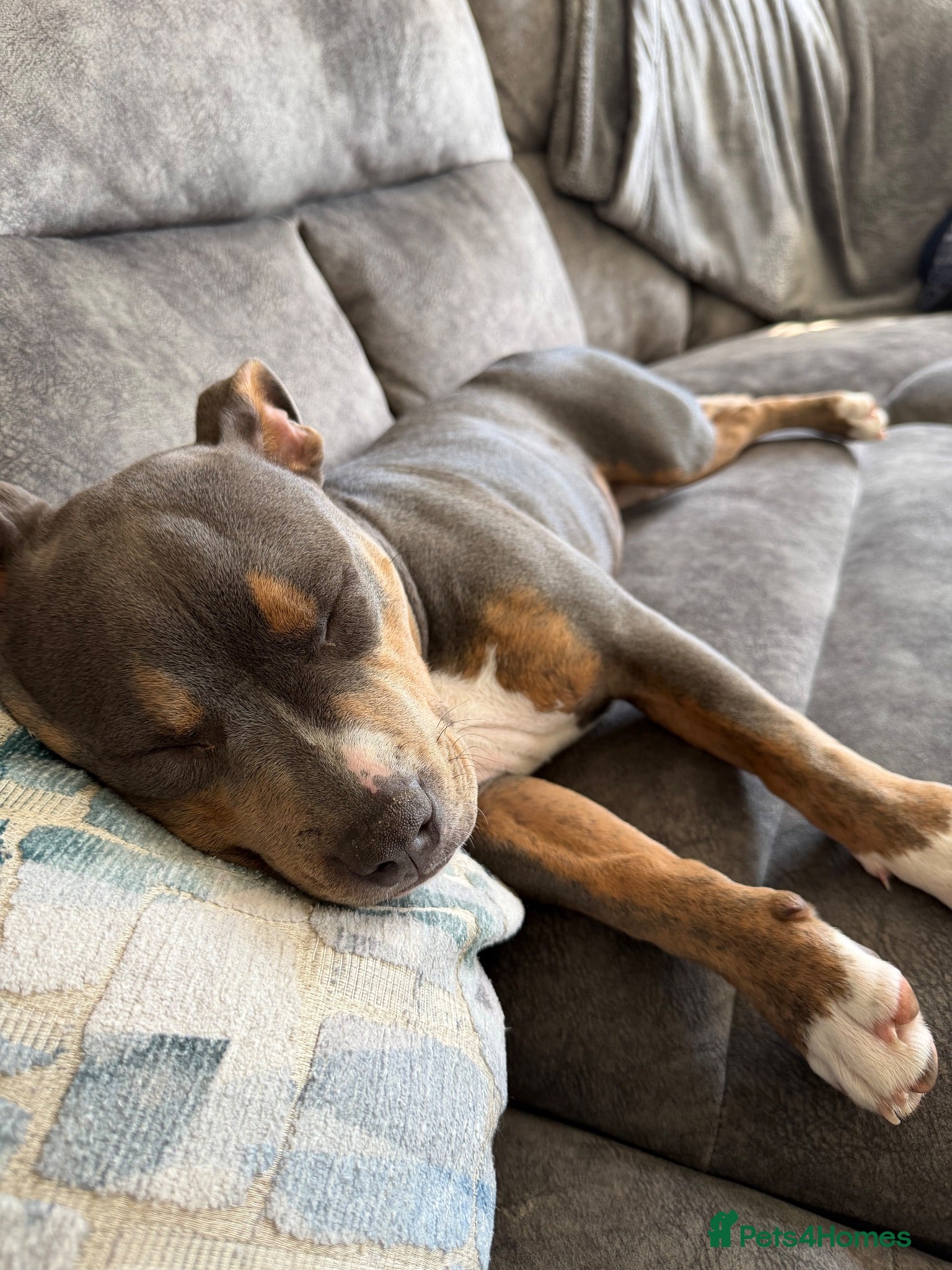 Mixed Breed dogs Beautiful Female Staffy  - Advert 1
