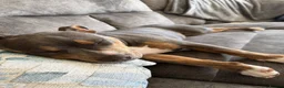 Mixed Breed dogs for sale: Beautiful Female Staffy  in Bedford - Advert 1