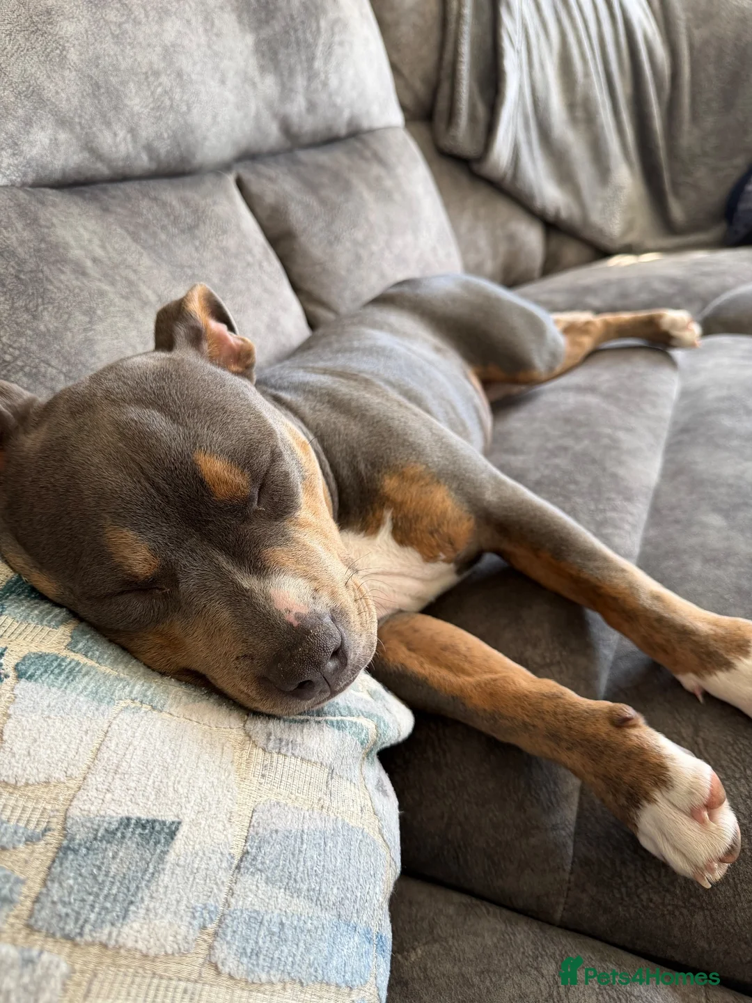 Mixed Breed dogs for sale: Beautiful Female Staffy  in Bedford - Advert 1