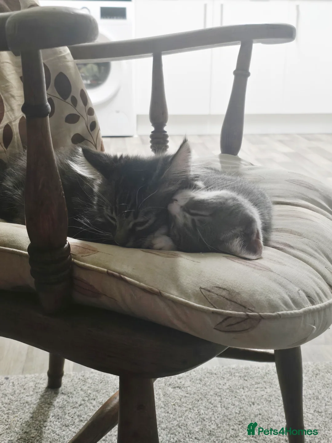 Mixed Breed cats for sale: 2 adorable kittens for sale £50 ONO - Advert 1