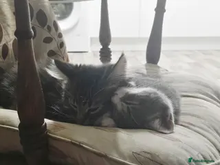 Mixed Breed cats 2 adorable kittens for sale £50 ONO - Advert 1