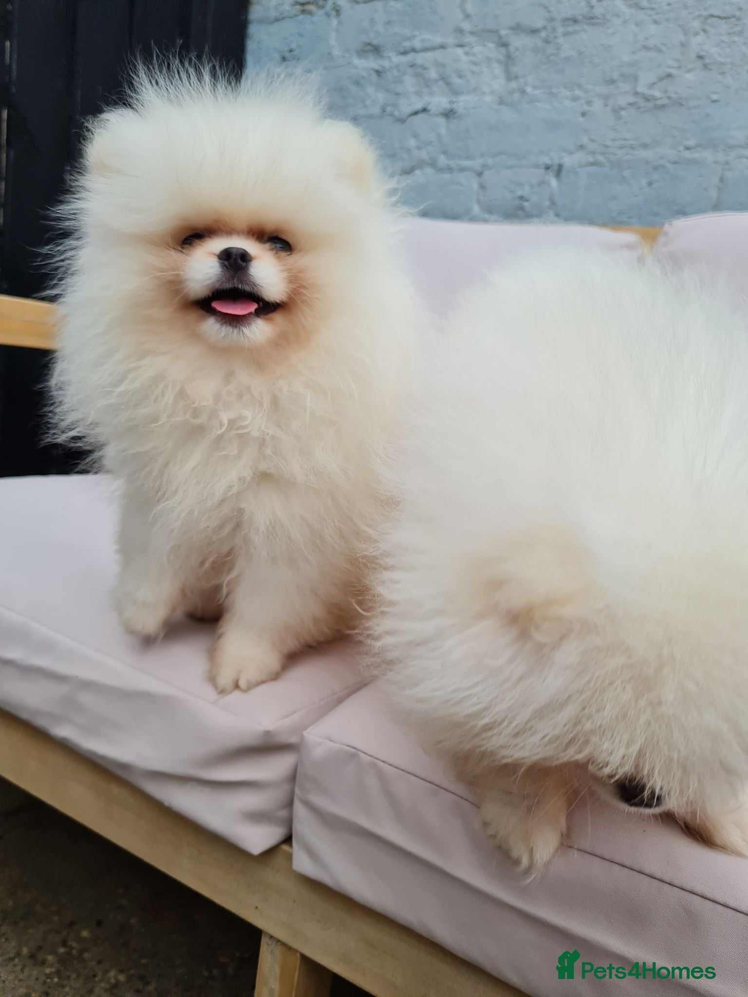 Pomeranian dogs 💗🤍Snow White Champion Pomeranians - Advert 1