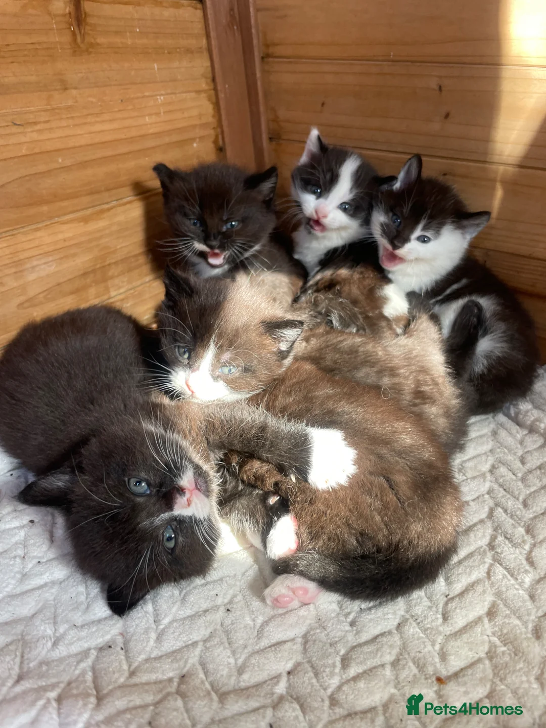 British Shorthair cats for sale: black and white tuxedo kittens ready in 4 weeks in Hove - Advert 2