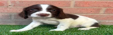 English Springer Spaniel 6