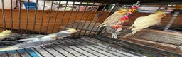 Cockatiels birds for sale: Cockatiel babies  - Advert 8