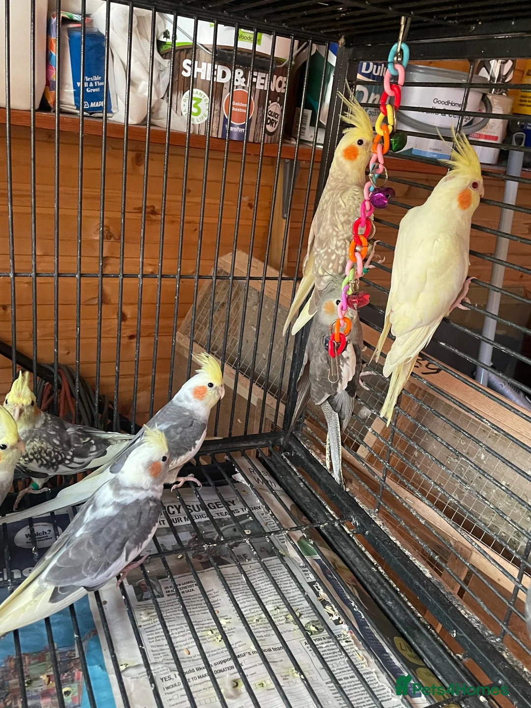 Cockatiels birds for sale: Cockatiel babies  - Advert 8