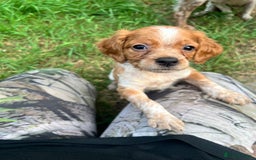 Brittany Spaniel dogs for sale: Brittany puppies for sale  - Image 1