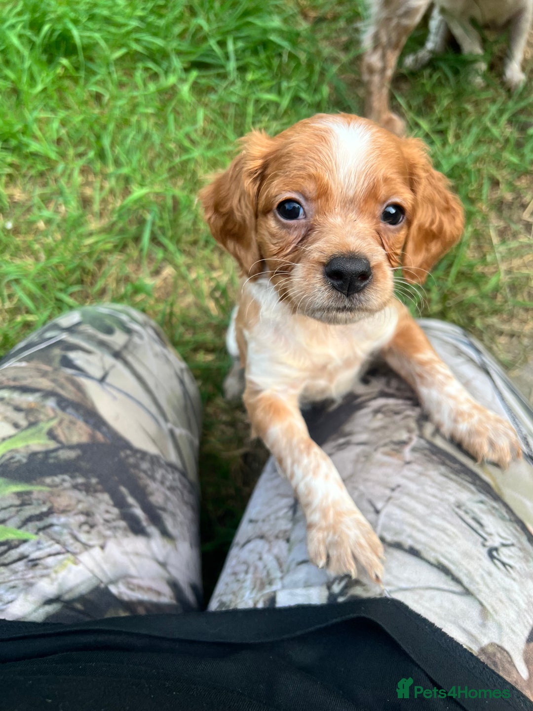 Brittany Spaniel dogs for sale: Brittany puppies for sale  - Image 1