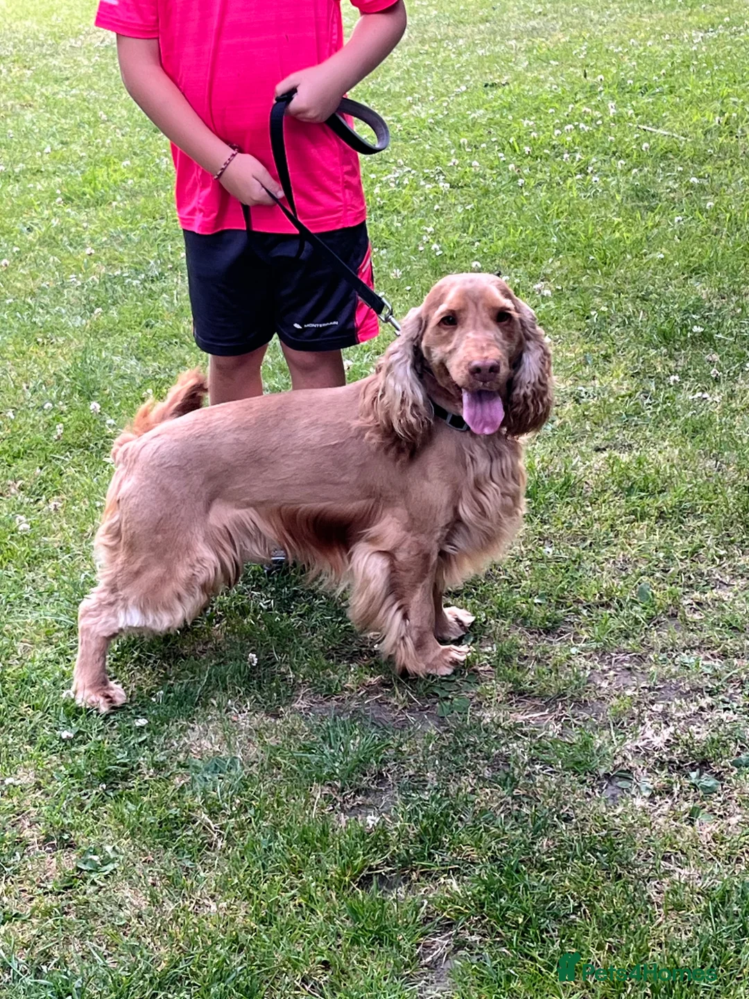 Cocker Spaniel dogs for sale: Kc reg show cocker spaniel  - Advert 1