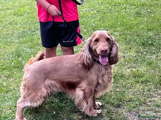 Cocker Spaniel dogs Kc reg show cocker spaniel - Advert 3