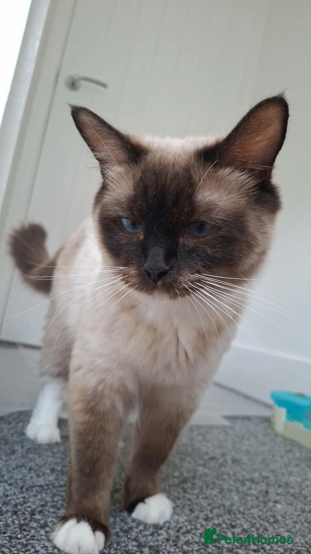 Ragdoll cats for sale: 🐾🤍OUR BEAUTIFUL NEW RAGDOLL–5 GIRLS & 1 BOY 🤍🐾 - Advert 2