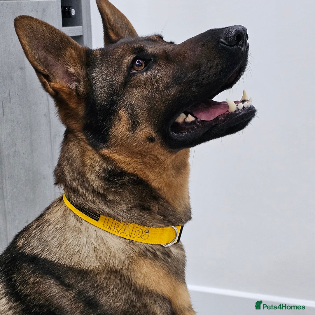 German Shepherd dogs for sale: Working line GSD pups  - Advert 3