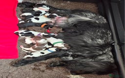 Cocker Spaniel dogs for sale: Kc, show cocker, dna, hips and eye tested parents  - Image 11