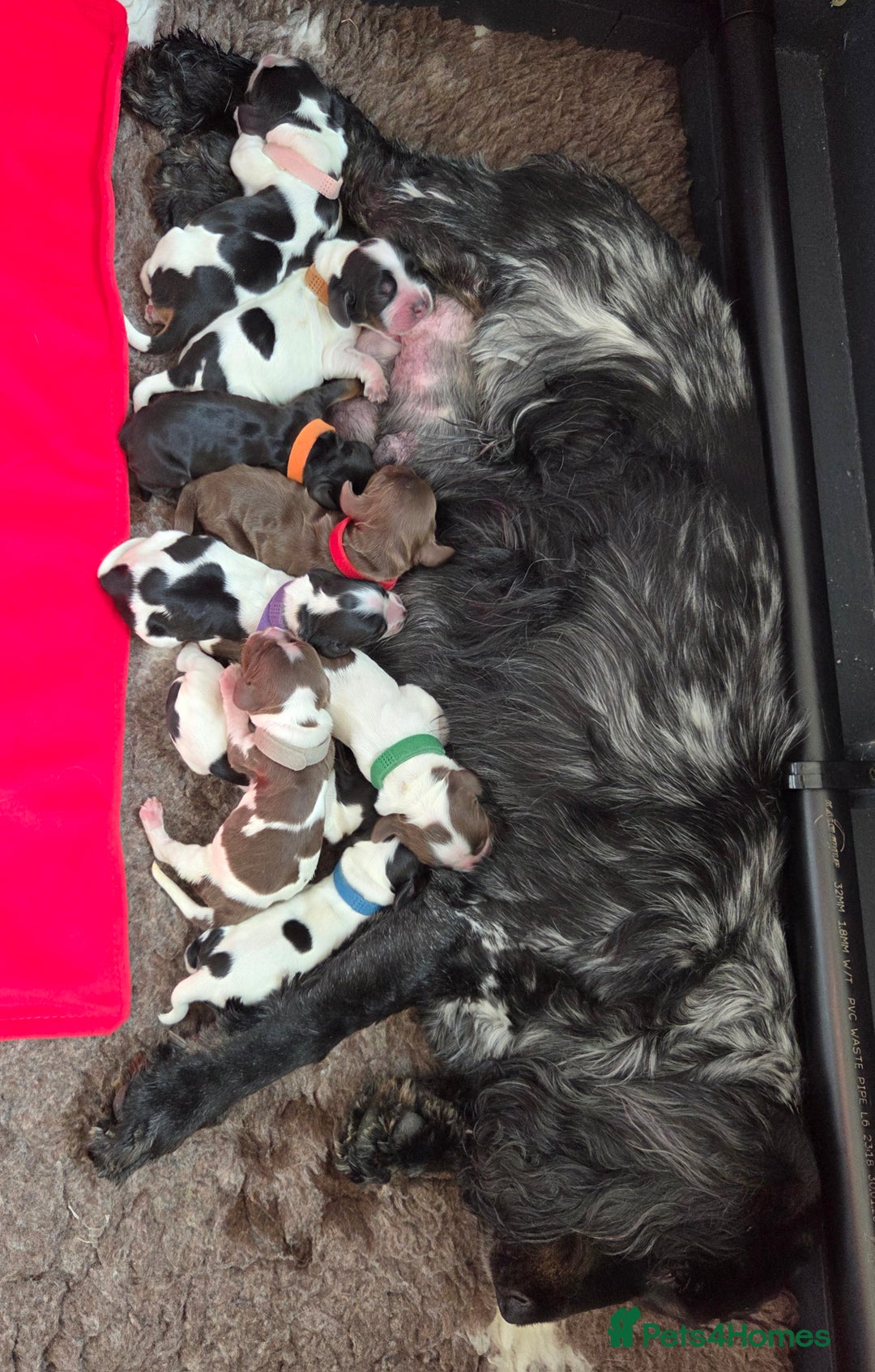 Cocker Spaniel dogs for sale: Kc, show cocker, dna, hips and eye tested parents  - Image 11