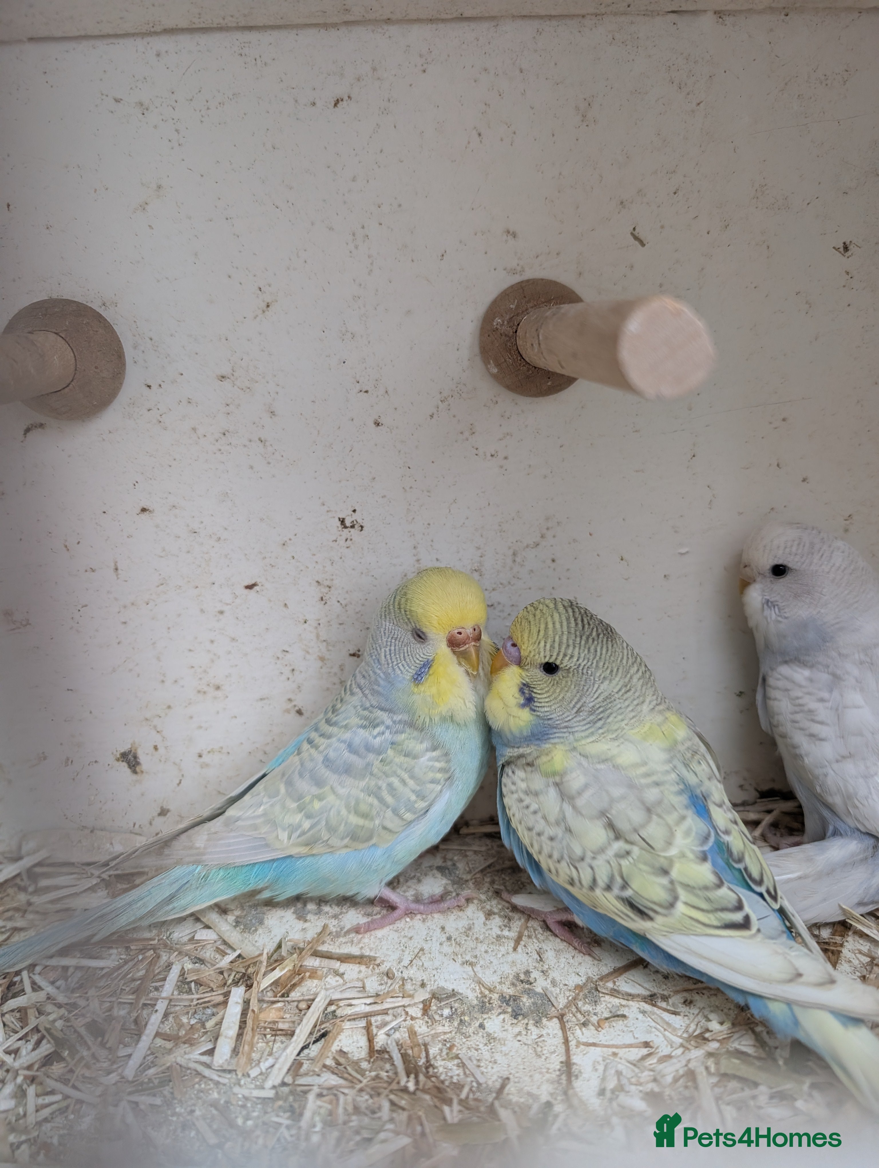 Budgerigars birds Baby budgies and starter cage ( Finchs also ) - Advert 3