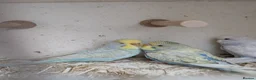 Budgerigars birds for sale: Baby budgies and starter cage ( Finchs also ) - Advert 1