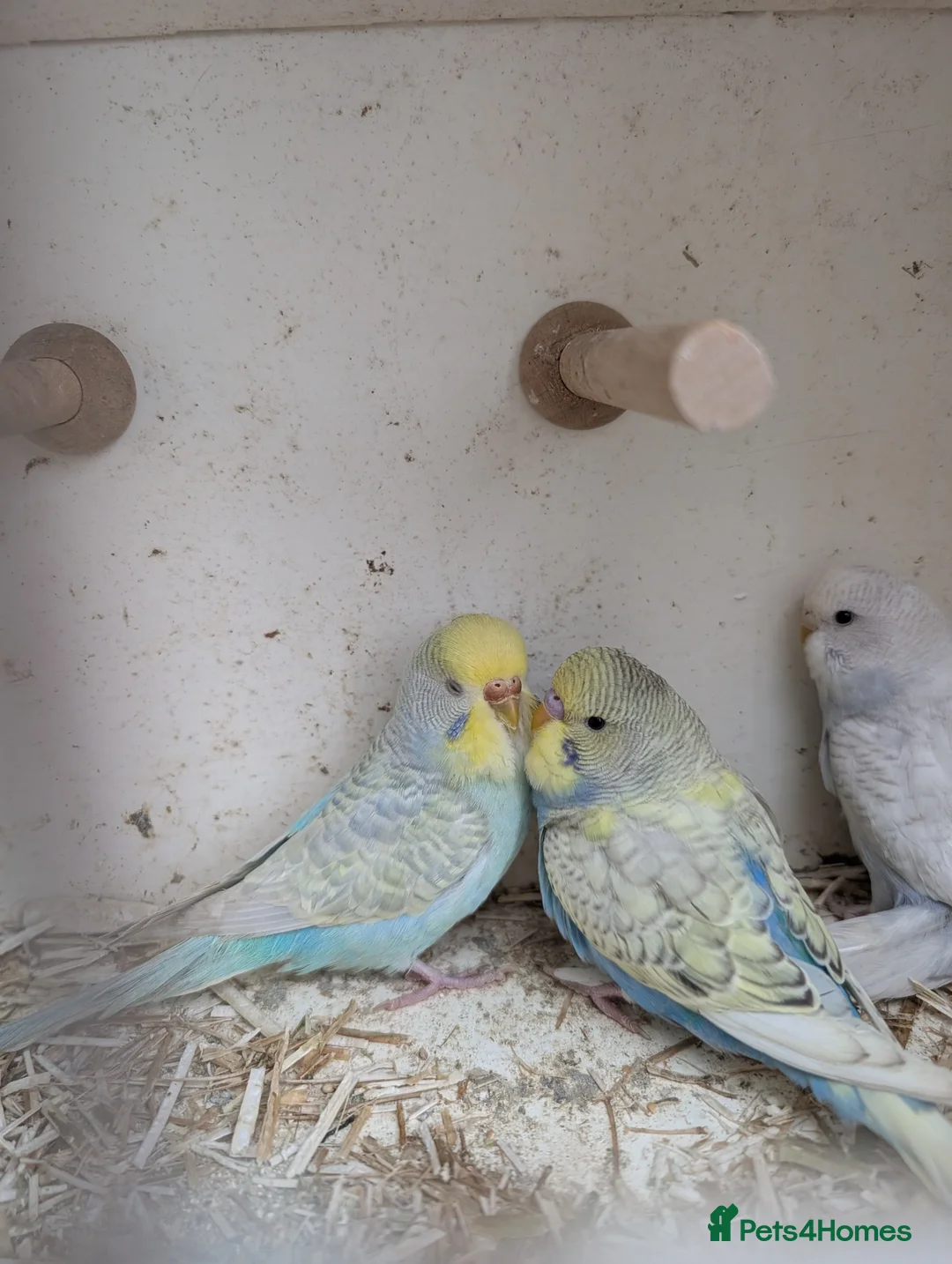 Budgerigars birds for sale: Baby budgies and starter cage ( Finchs also ) - Advert 1