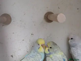 Budgerigars birds Baby budgies and starter cage ( Finchs also ) - Advert 21